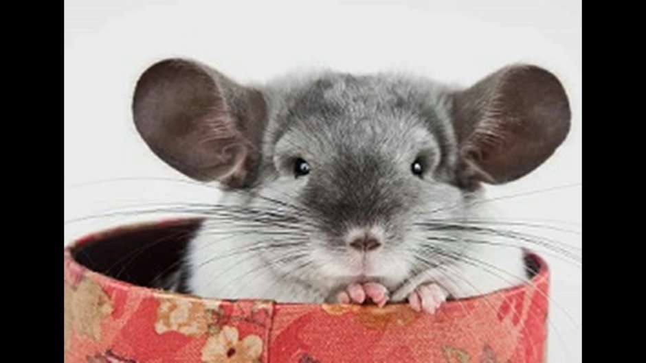 Ангорская шиншилла малыш