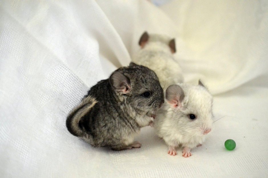 Новорождённая шиншилла белая