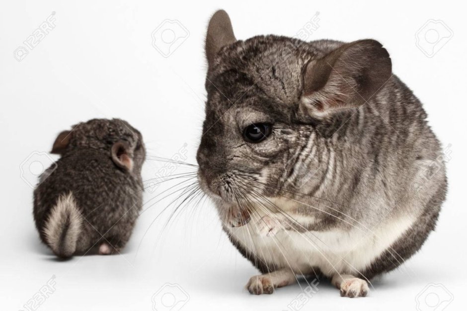 Новорождённая шиншилла белая