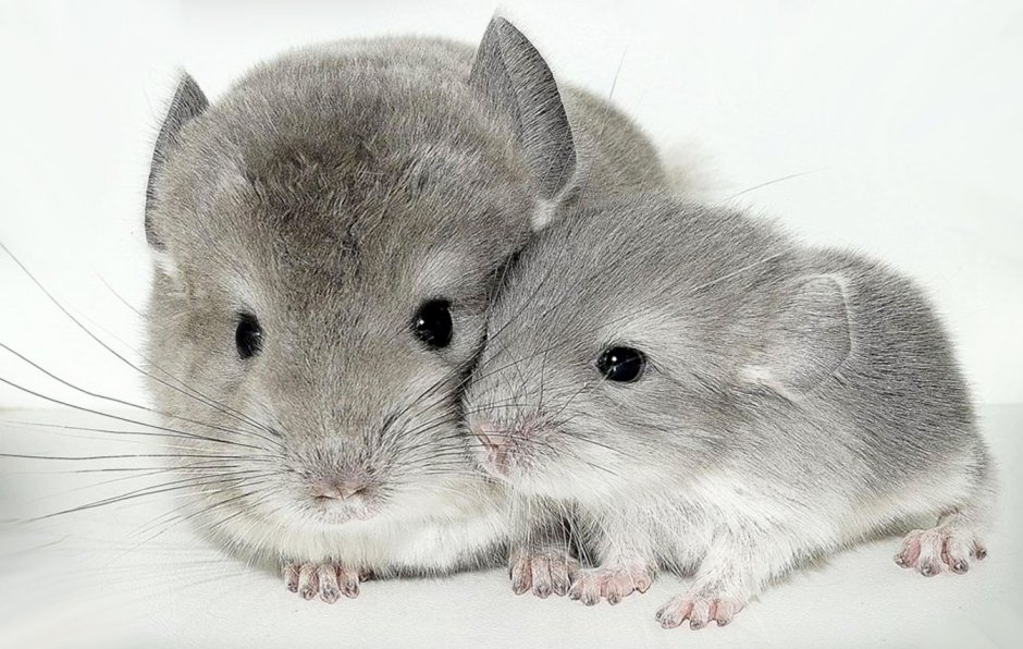 Детеныш шиншиллы
