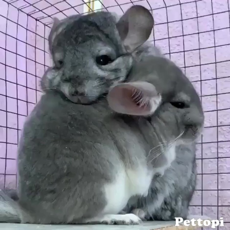 Равнинная вискаша