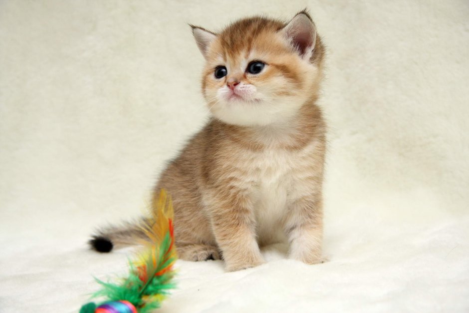 Новорожденная шиншилла