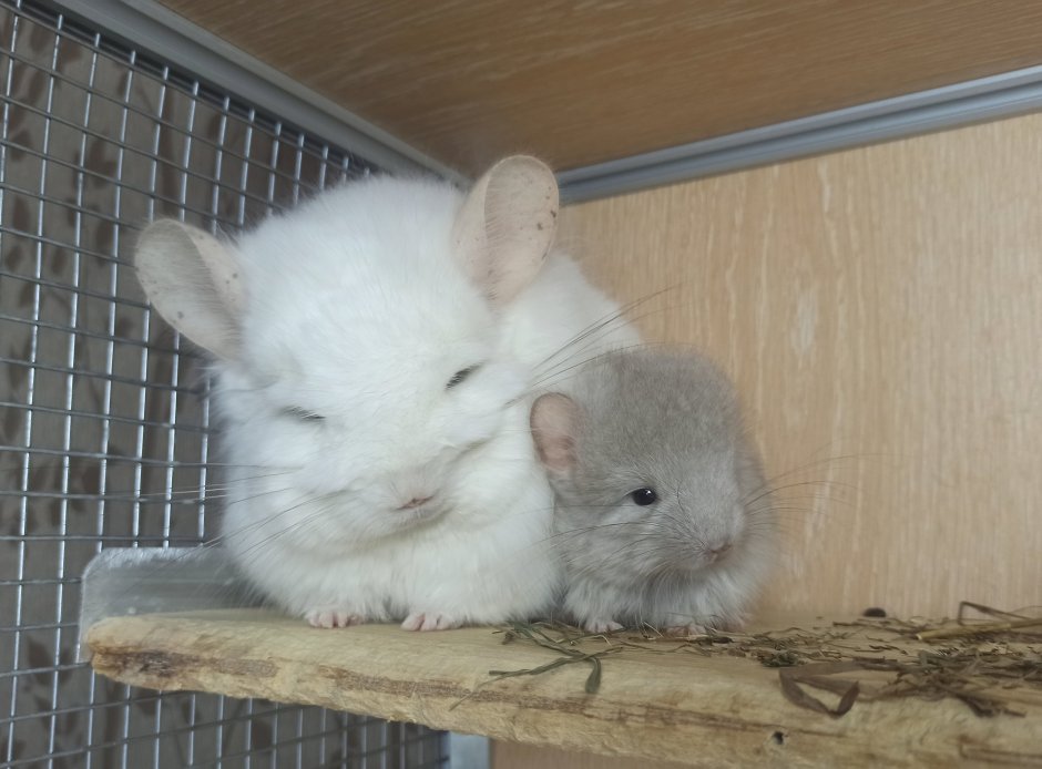 Детеныш шиншиллы