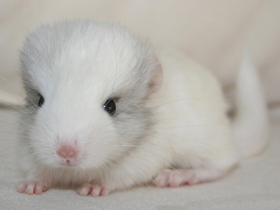 Детеныш шиншиллы