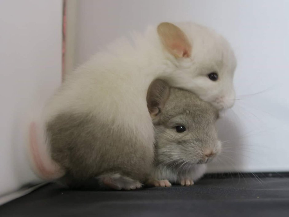 Какие питомцы существуют