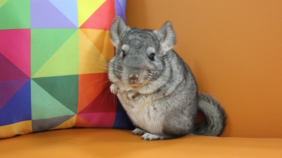 Детеныш шиншиллы