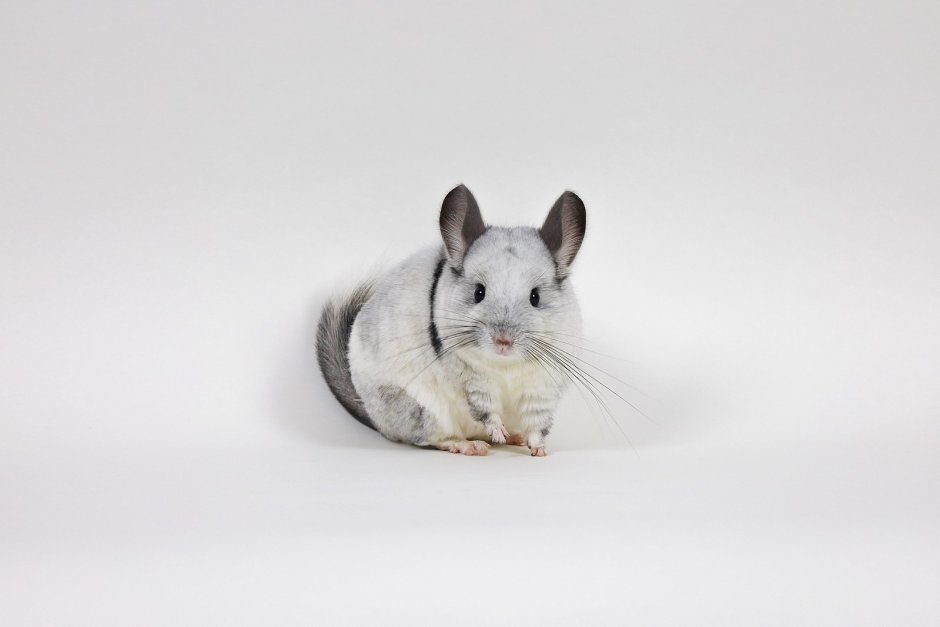 Шиншилла 1920х1080