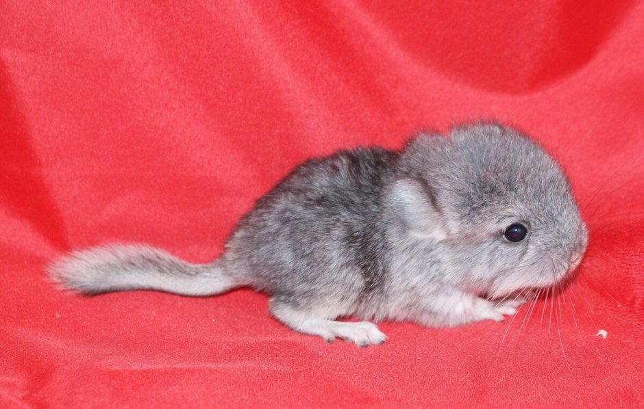 Австралийская шиншилла