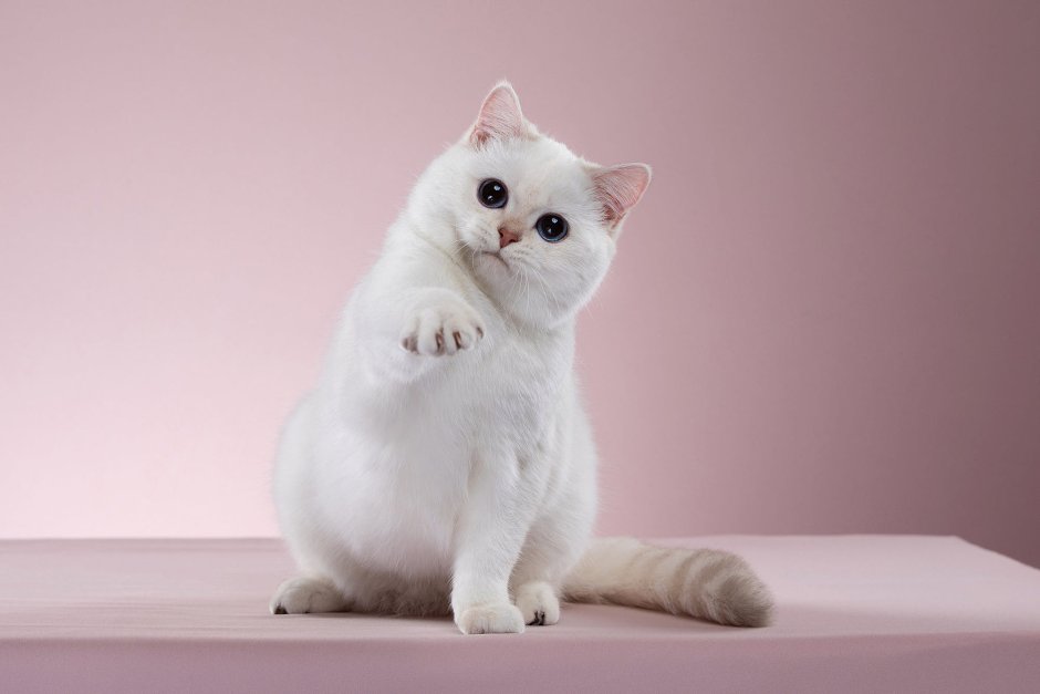 Шиншилла домашняя