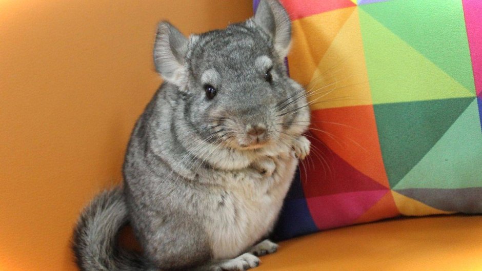 Проделки шиншиллы Чильяна