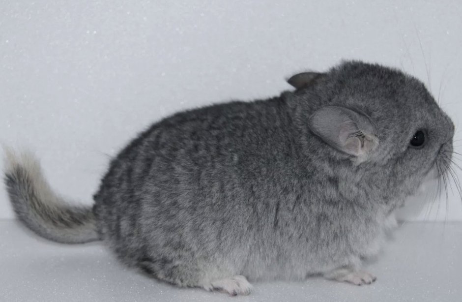 Детеныш шиншиллы