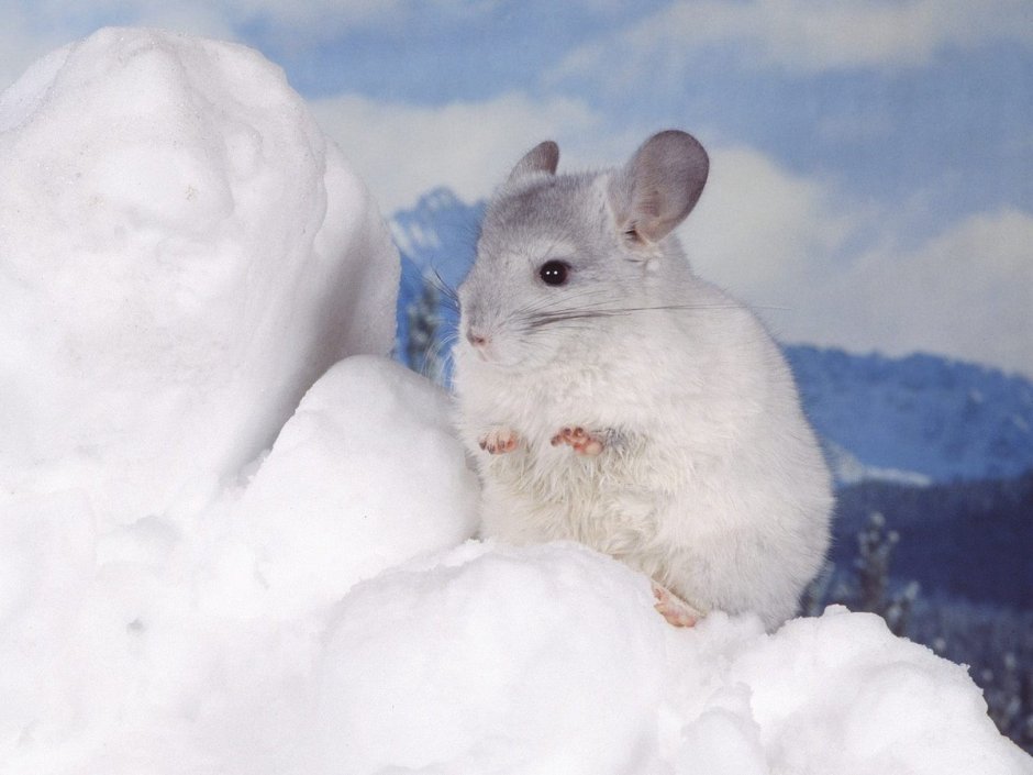 Картинки шиншиллы