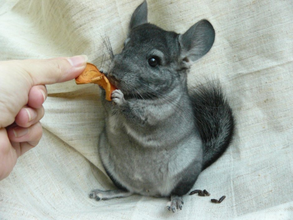 Шиншиллёнок с мамой