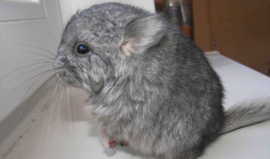 Малая шиншилла