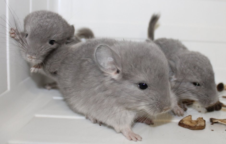 Шиншилла серая