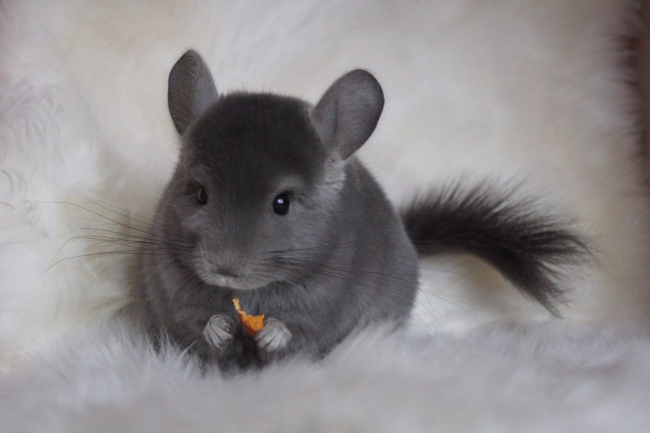 Короткохвостая шиншилла