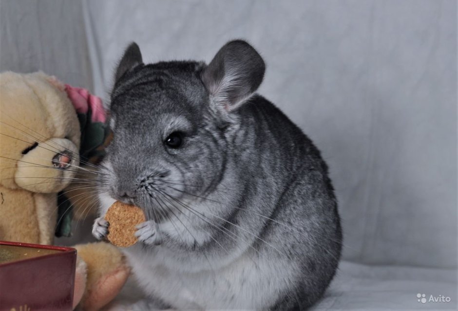 Шиншилла датский стандарт