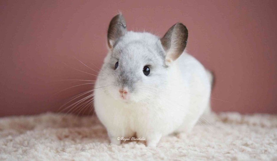 Шиншилла белая маленькая