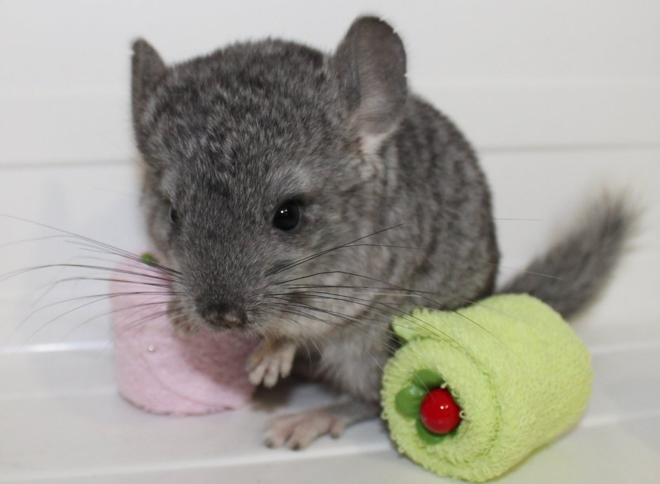 Шиншилла агути