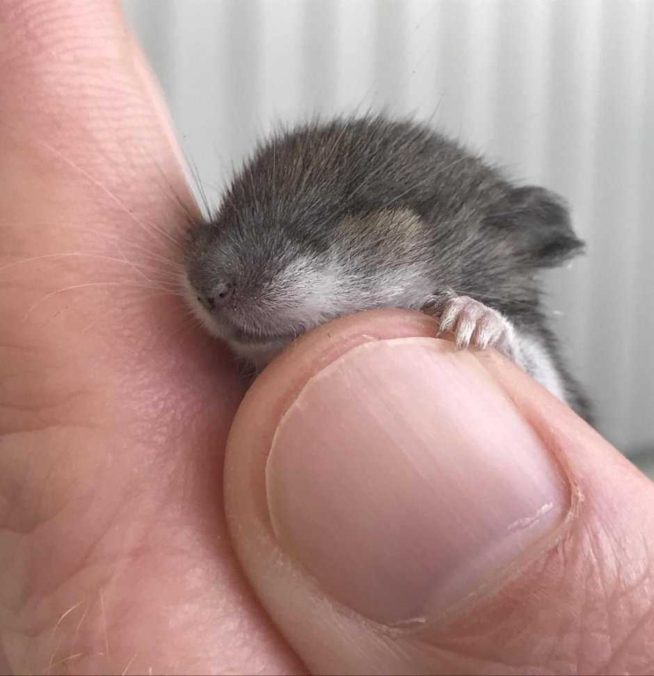 Милые шиншиллы кошки Золотая шиншилла