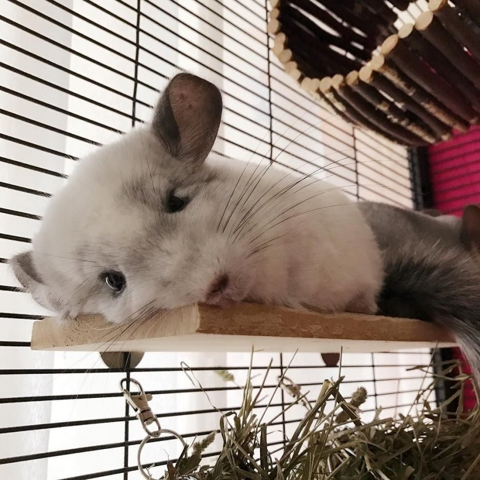 Песочная шиншилла