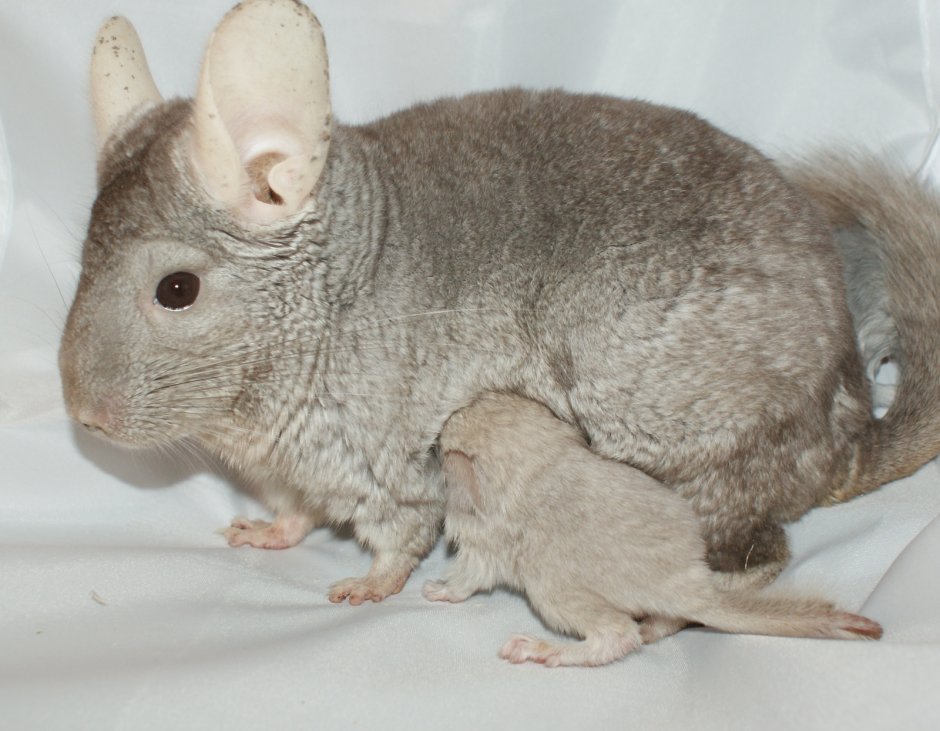 Шиншилла маленькая