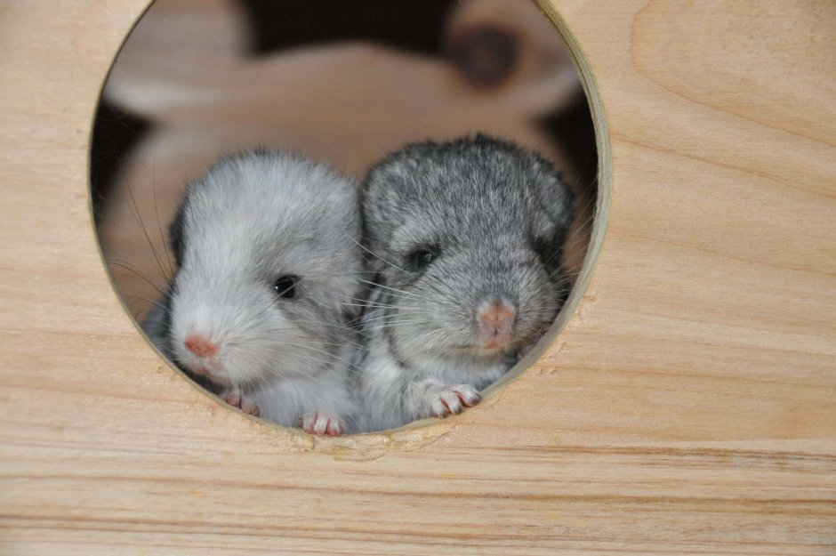 Австралийская шиншилла