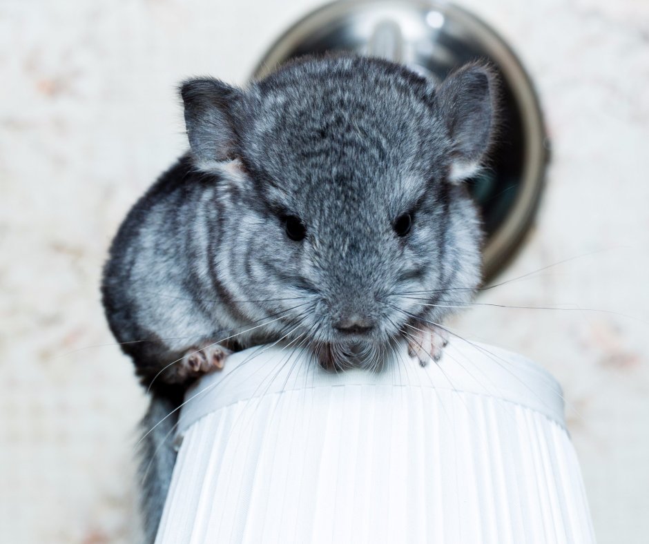 Золотистая шиншилла