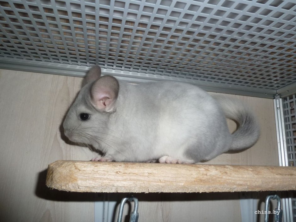 Золотая шиншилла котята