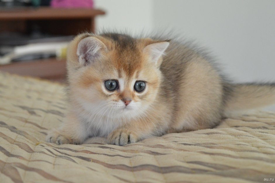 Шотландская вислоухая кошка Золотая шиншилла