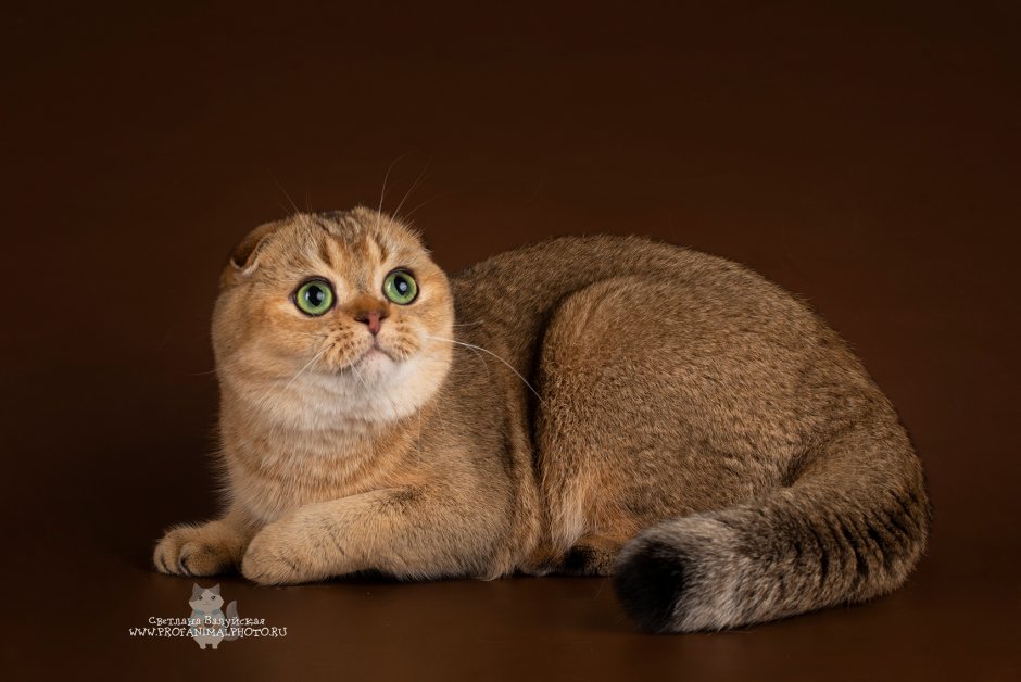 Шотландская вислоухая Золотая шиншилла