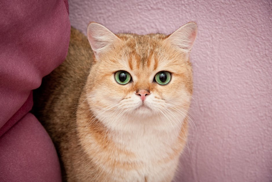 Скоттиш фолд Золотая шиншилла