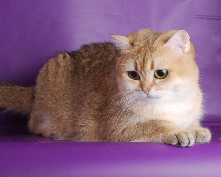 Скоттиш фолд камео