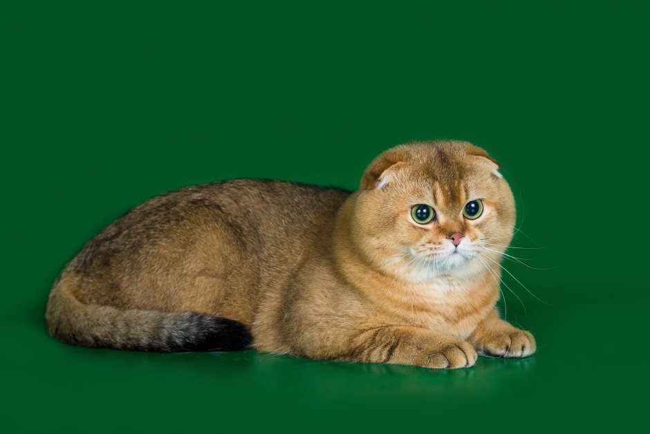 Скоттиш Золотая шиншилла
