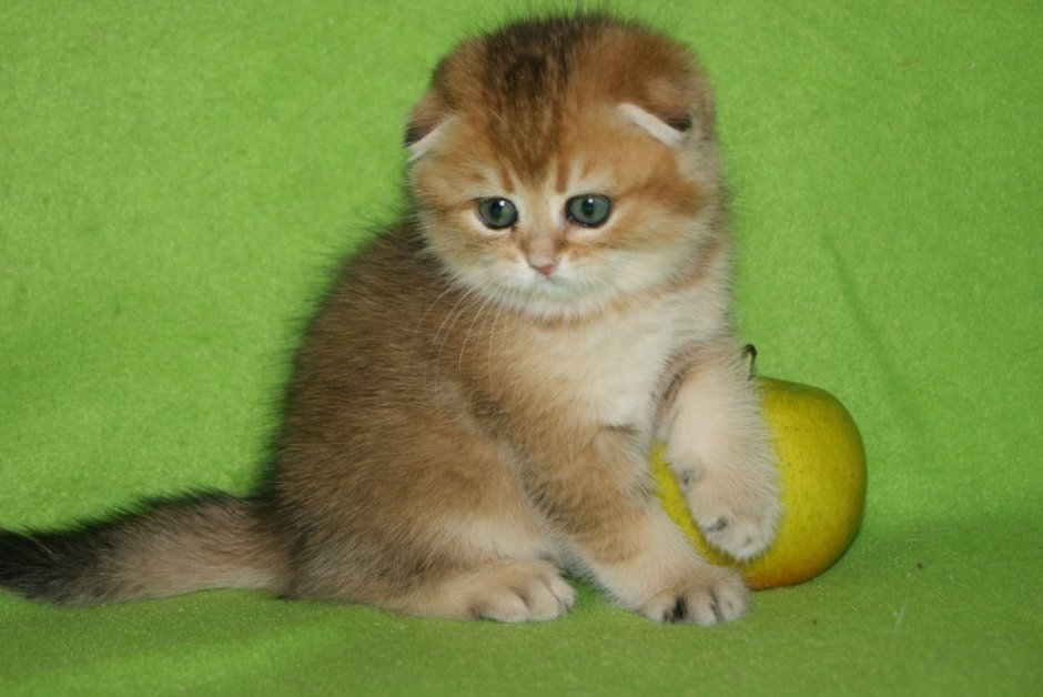 Скоттиш фолд Золотая шиншилла