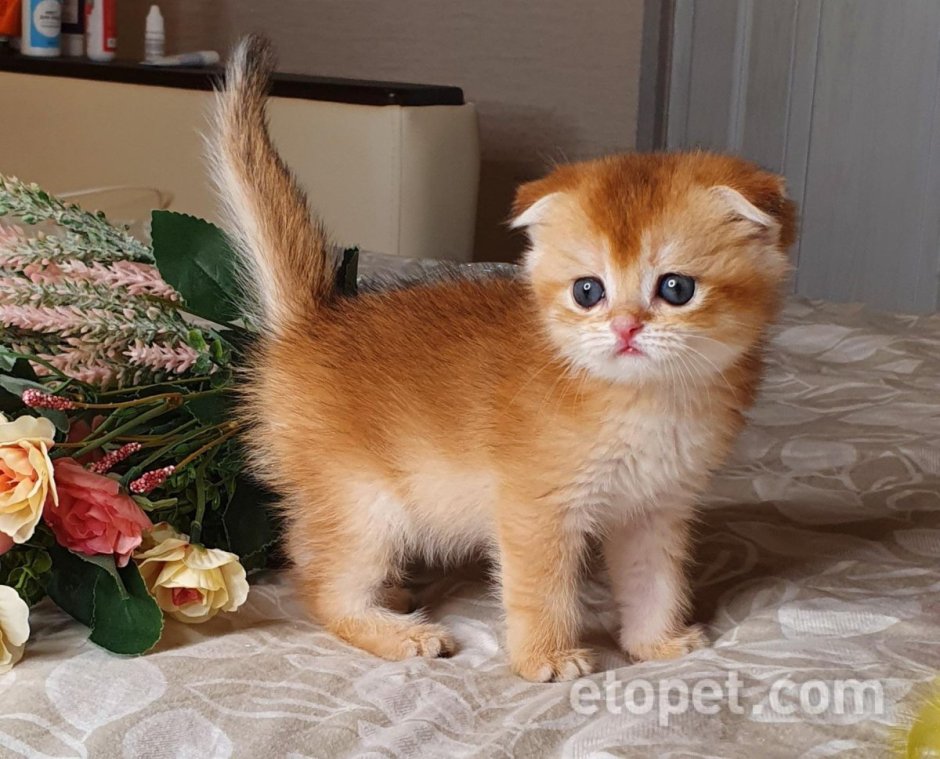Золотая шиншилла кошка вислоухая