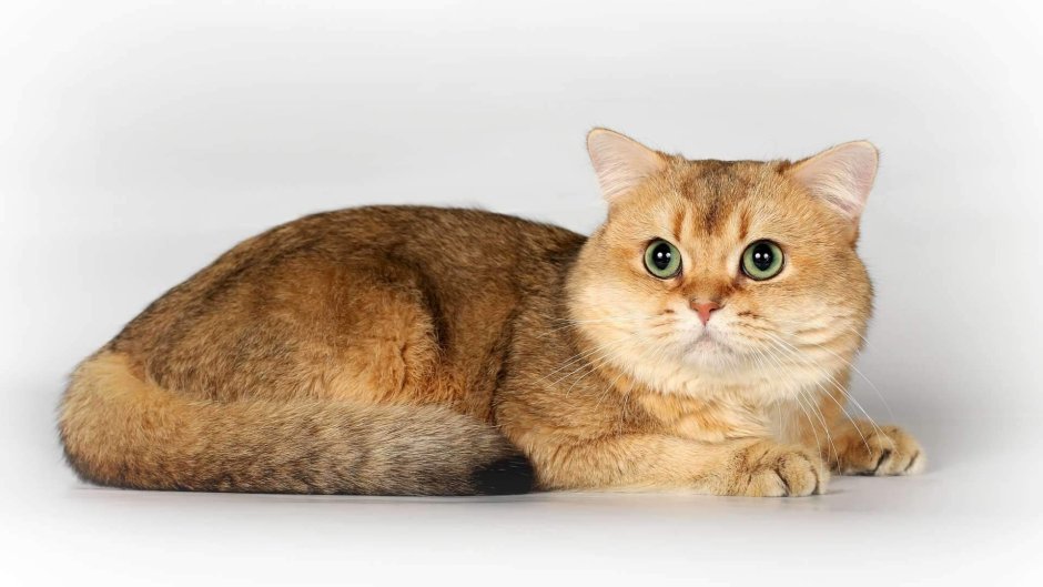 Шотландская шиншилла мраморная