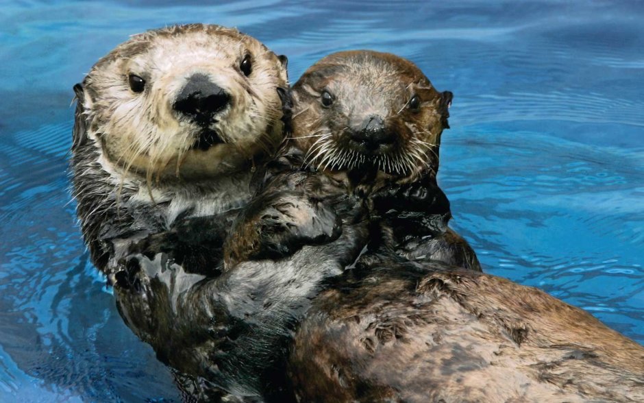 Sea Otter in a Hood is Soft