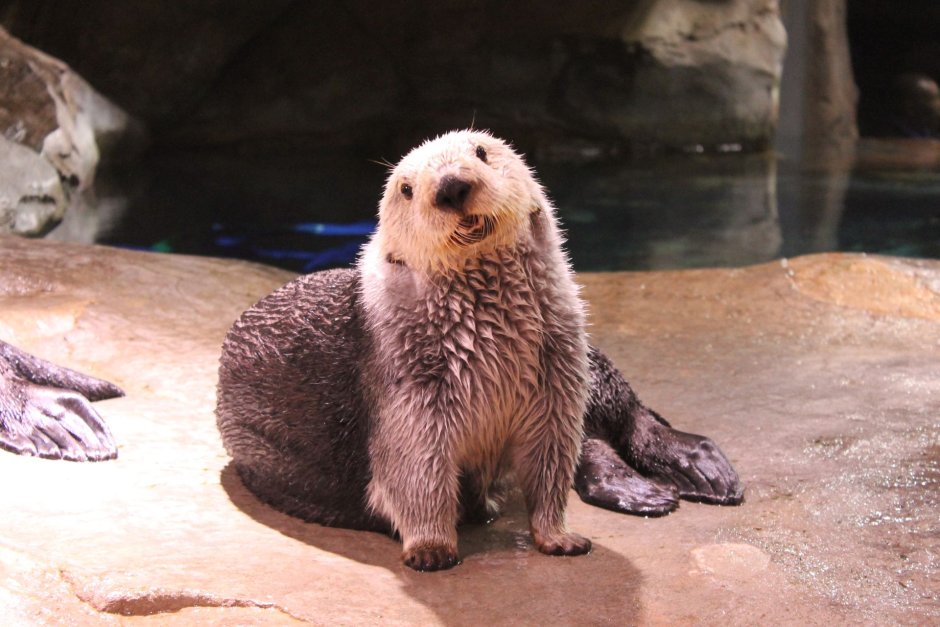 Sea Otter