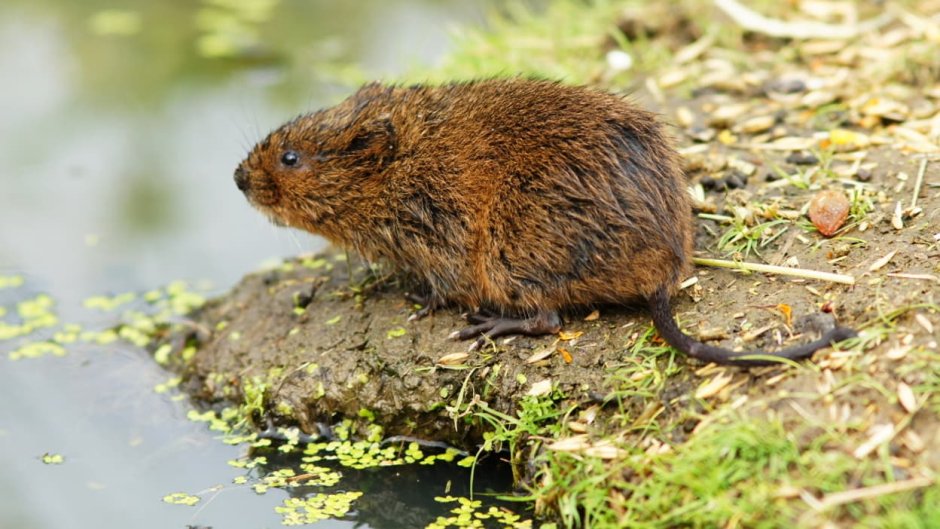 Водяная полевка Arvicola terrestris
