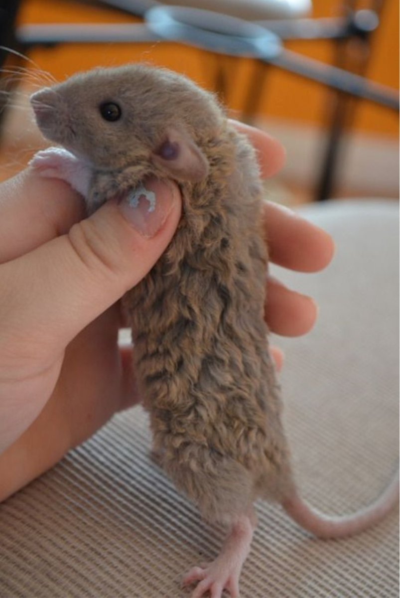 Крысята Дамбо рекс