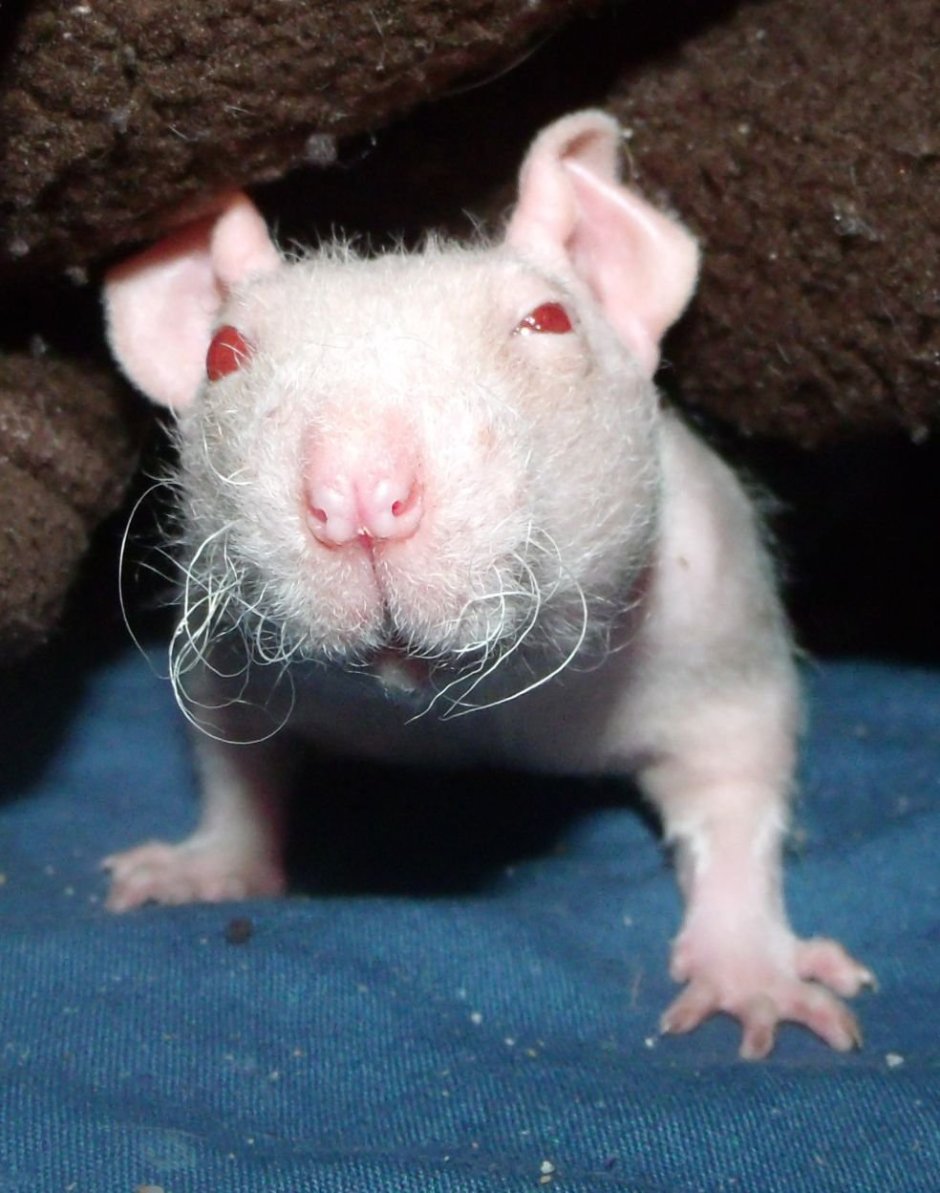 Крыса Дамбо рекс
