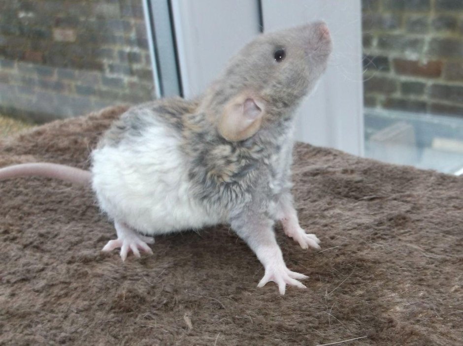 Крыса породы Дабл рекс