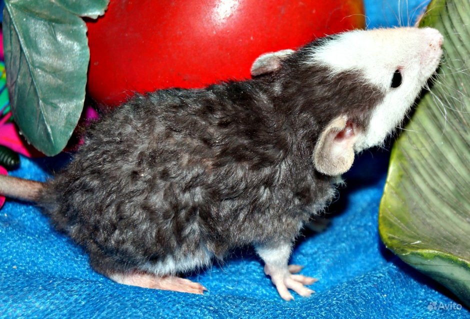 Крысята Дамбо рекс