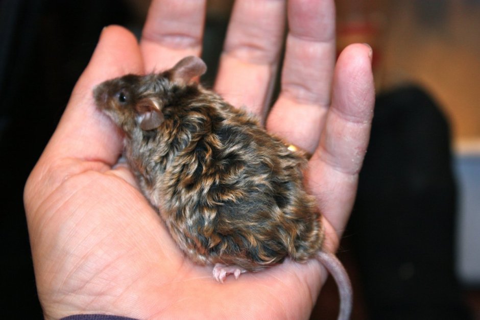 Сатиновая мышь Дамбо Золотая