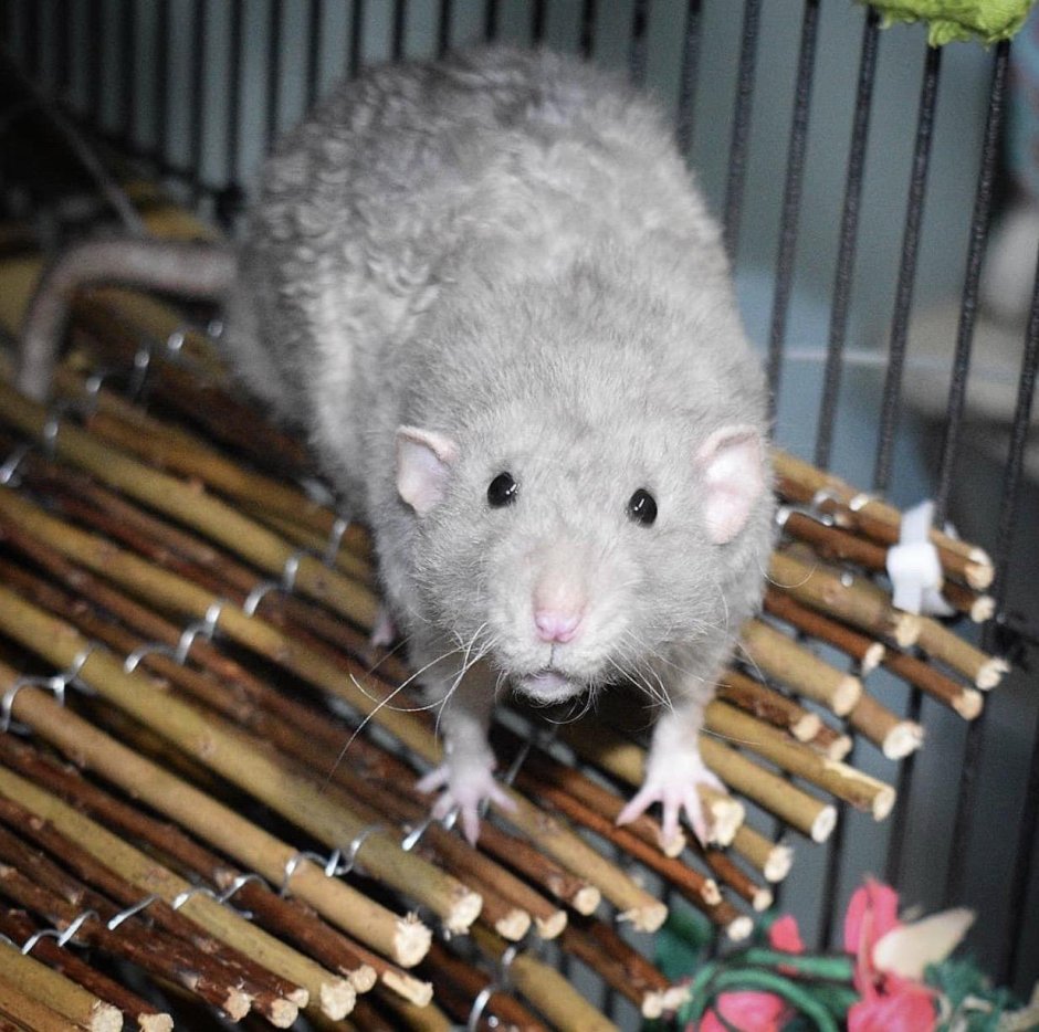 Крысы Дамбо рекс Дамбо