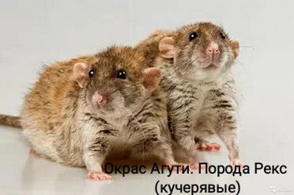 Крыса Дамбо рекс