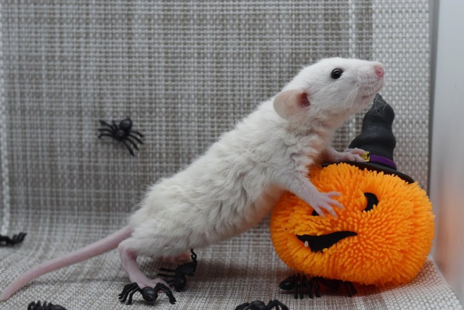 Вислоухая крыса рекс