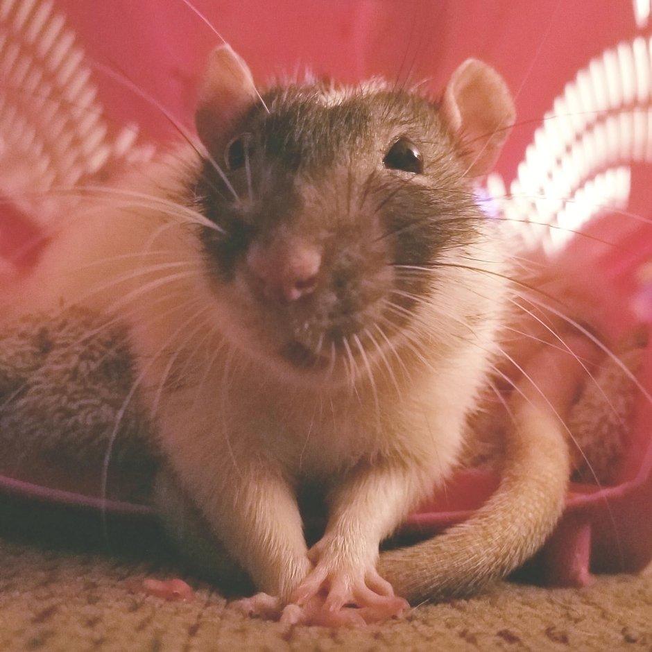 Крыса Лонгхайр