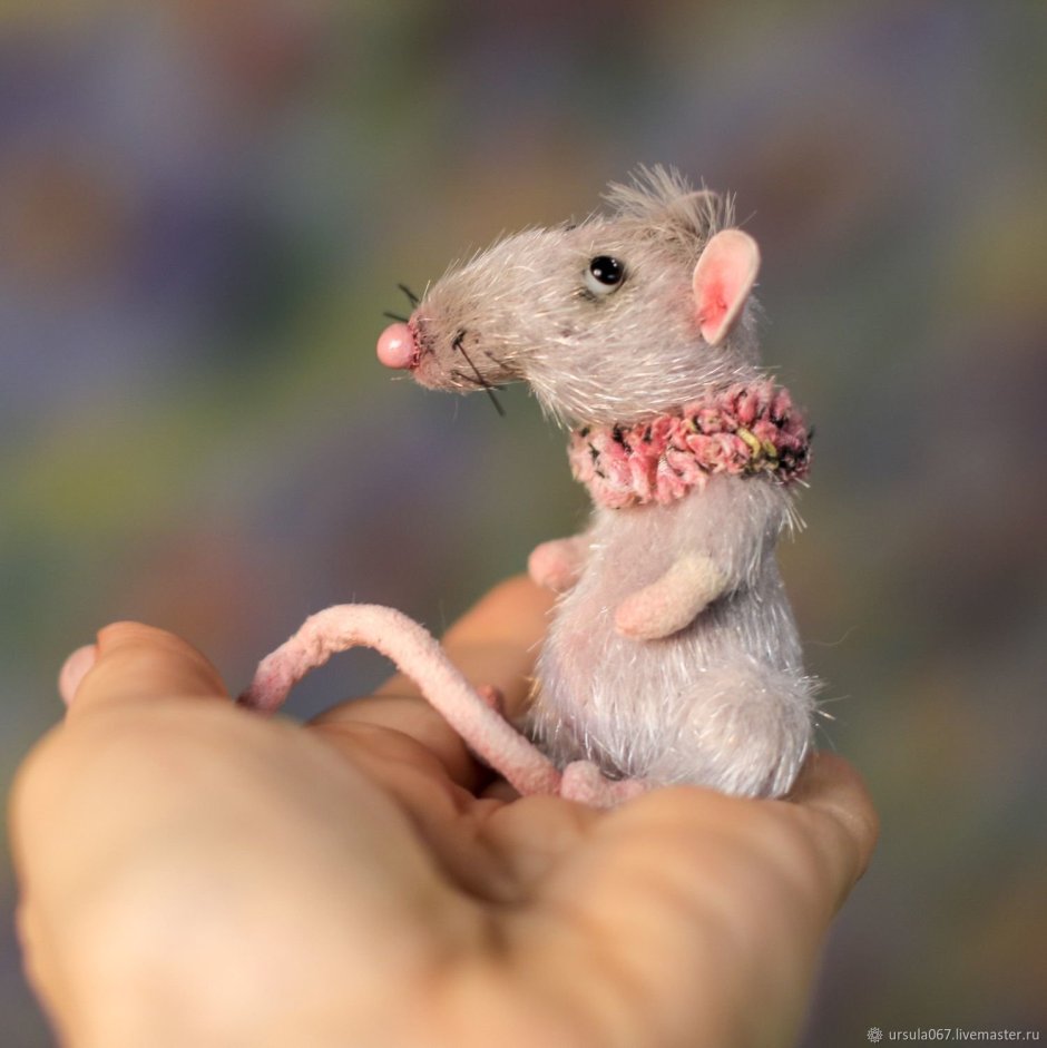 Крыса Дамбо рекс